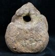 Edmontosaurus Vertebra - South Dakota #11831-3